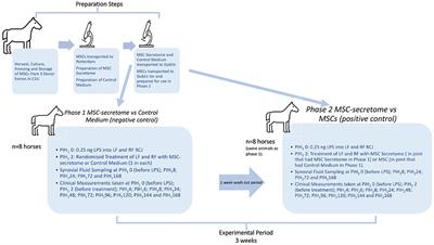 Treatment Effects of Intra-Articular Allogenic Mesenchymal Stem Cell Secretome in an Equine Model of Joint Inflammation